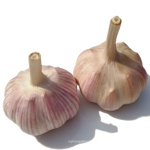 Supply Low Price China Natural Garlic 5cm 5.5cm 6cm Fresh garlic